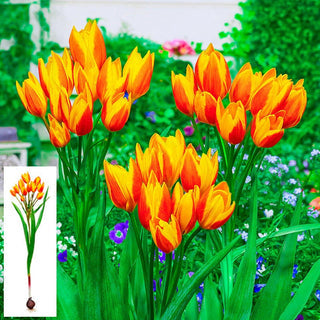 Sunshine Reggae Tulip Seeds